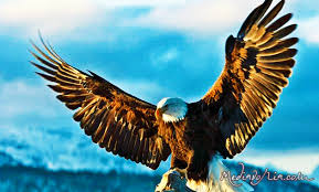 Selain burung garuda, ada lima simbol lain yang dapat memperkuat kelayakannya menjadi lambang negara yang diagungkan sebagai pedoman. Kumpulan Gambar Burung Garuda Sebagai Garuda Pancasila