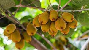 Pourquoi Mon Kiwi Ne Donne T Il Pas De Fruits
