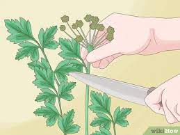 Parsley is notorious for being easy to grow in your vegetable or herb garden. How To Harvest Parsley With Pictures Wikihow