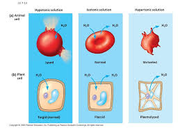 What would happen to the animal cell in the isotonic solution if it. Skills Estimation Of Osmolarity In Tissues By Bathing Samples In Hypotonic And Hypertonic Solutions Ppt Video Online Download