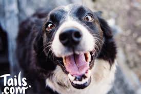 When do puppies get their teeth? Are Your Dog S Teeth And Gums Healthy Discover It In This Blog