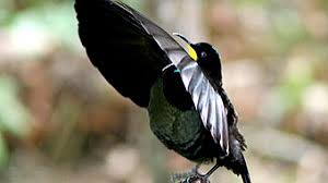 After 8 years and 18 expeditions to new guinea, australia, and nearby islands, cornell lab scientist ed scholes and national geographic photojournalist tim laman succeeded in. 17 Types Birds Of Paradise Papua Characteristics Images Factsofindonesia Com