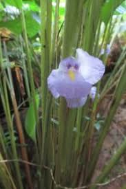 Image result for Halopegia azurea