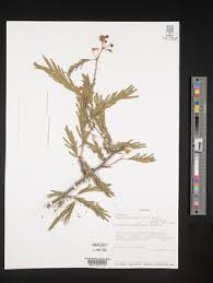 Image result for Acacia brevispica