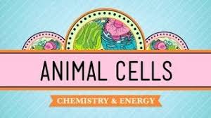 We tackle math, science, computer programming, history, art history, economics, and more. Eukaryopolis The City Of Animal Cells Crash Course Biology 4 Youtube
