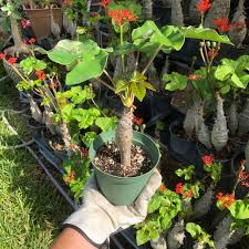 Image result for Jatropha podagrica