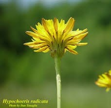 Image result for Hypochaeris radicata