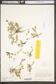 Image result for Scrophulariaceae