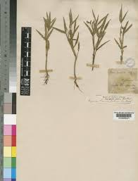 Image result for Vigna oblongifolia