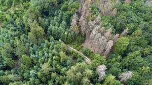 Thüringen wird als das grüne herz deutschlands bezeichnet. Waldzustandsbericht Dem Wald Geht Es Schlechter Als Je Zuvor Wissenschaft De