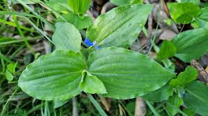 Image result for Commelina petersii