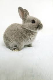 Rabbit The Shooting In The Studio Pet Rabbit Home Ad Studio Shooting Rabbit Home Rabbit Ad Rabbit Pet Rabbit Pets