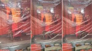 बिजनौर में 'अनोखा भक्त': 48 घंटे से लगातार हनुमान मंदिर की परिक्रमा कर रहा  कुत्ता, लोग मान रहे चमत्कार - SMTV India