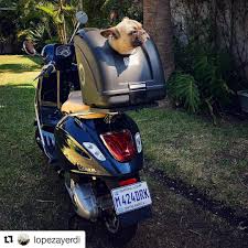 Enjoy A Good Weather With A Little Friend And Ride Together Commutewithdogs Scooterpetcarrier Dogpetcarrier Motorrad Moped Motorroller