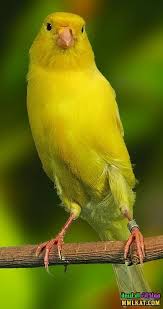 كناري البيرنر ترجع أصول كناري البيرنر إلى سنة 1880 ميلادية حيث يعود الفضل للسيد ويس من ضاحية ستيفيسبيرغ إحدى ضواحي العاصمة السو love birds bird animals