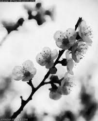 Kumpulan gambar bingkai bunga hitam putih1. Jual Lukisan Bunga Hitam Putih Minimalis Original Kanvas 008 90x111cm Kab Majalengka Juragan Poster Murah Tokopedia