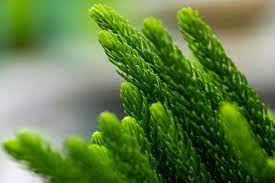 Place the norfolk island pine in a bright spot, but nor directly in sunlight. How To Grow Norfolk Island Pine Trees Gardener S Path