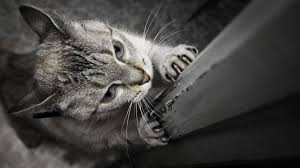 Kedi Tirnagi Nasil Kesilir Miyhav Com