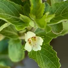 Image result for Duosperma