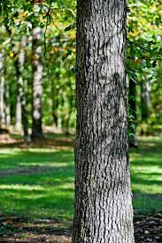 The mighty, majestic oak tree has, throughout the centuries, been the subject of story, song and proverb. Agriculture White Oak Tree The Most Abundant Hardwood In The Southern Mountains Of Arkansas But Occurs Over The Entire Eastern Half Of North America Montgomery County Arkansas Usa Stock Photo Dissolve