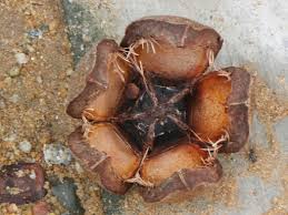 Image result for Khaya grandifoliola