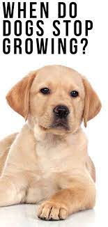 American kennel club has breed standards for every purebred in their list. When Do Dogs Stop Growing Labrador Puppy Growth Chart And Faq