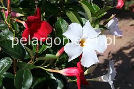 Image result for mandevilla obrázek