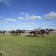 Deniliquin Racing Club - Caulfield Cup Race Day 2025 event image