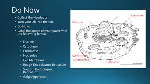 Grey or gray (american english alternative; Do Now Collect The Handouts Turn Your Lab Into The Bin Do Now Ppt Video Online Download