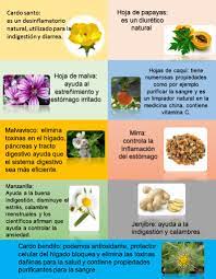 Iaso Tea Original Iasolatino Productos 100 Naturales