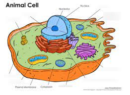 Diagram of ultra structure of animal cell. Animal Cell Ultrastructure Diagram Quizlet