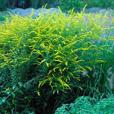 Image result for Solidago