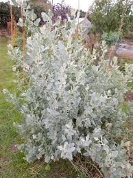 Image result for Atriplex halimus