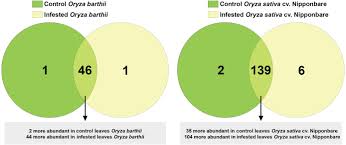 Image result for Oryza barthii