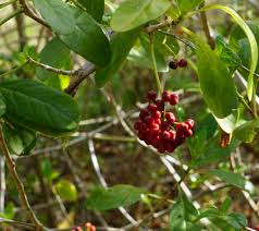 Image result for Rhodopentas bussei