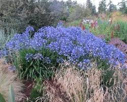 Discover Why Agapanthus Plants Are So Popular And Get A List Of Good Varieties To Grow In Your Garden Plus Drought Tolerant Perennials Agapanthus Plant Plants