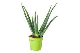 Die echte aloe, auch aloe vera, findet vielfach verwendung, etwa in der kosmetik. Echte Aloe Topfgrosse O15cm Aloe Vera Kaufen Bei Coop Bau Hobby