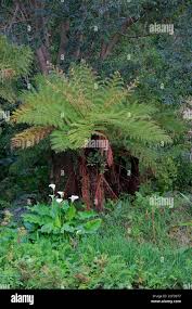 Image result for Cyathea capensis