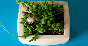 You can identify if your string of pearl is dying of overwatering or not by looking at the leaves' color. How To Save Overwatered String Of Pearls Symptoms And Solutions Today S Gardener