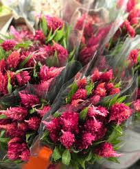 Maybe you would like to learn more about one of these? Texas Austin Bill Doran Company Wholesale Florist Bulk Flowers Nationwide