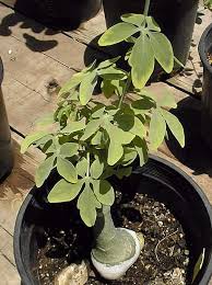 Image result for Adenia glauca