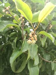 Image result for Mimusops