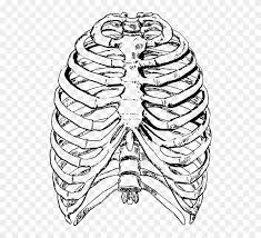 The rib cage is the arrangement of ribs attached to the vertebral column and sternum in the thorax of most vertebrates, that encloses and protects the vital organs such as the heart, lungs and great vessels. Clip Art Freeuse Cage Drawing Pixel Human Rib Cage Png Download 320798 Pinclipart