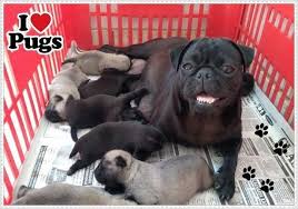 Lindos Filhotes Pug Preto E Abrico Com Pedigree Em Marilia Clasf Animais