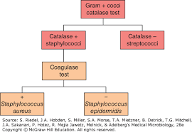 Classification Of Bacteria Jawetz Melnick Adelbergs