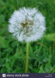 Dandelion Flower Meaning In Bengali Best Flower Wallpaper