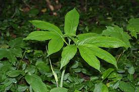 Feb 07, 2021 · arisaema triphyllum* (native) family: Arisaema Dracontium Green Dragon Go Botany