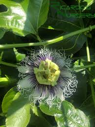 Image result for Passiflora edulis