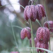 Even small amounts of these foods can be fatal. 12 Beautiful Bulbs Deer And Rabbits Don T Eat Rabbit Resistant Plants Deer Resistant Plants Deer Resistant Garden
