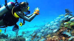 Jun 17, 2021 · biscayne national park. Discover Hidden Treasures At Biscayne National Park Fmh Fix My Hog
